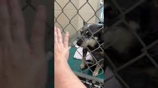 Video preview image #1 Mutt Puppy For Sale in Stratham, NH, USA