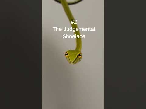 8フィート以内にいる最もかわいい爬虫類トップ5！ #トップ5 #爬虫類 #毒ヘビ #ヘビ #トカゲ