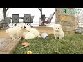 American Eskimo dogs for sale: Joey  - Video 1