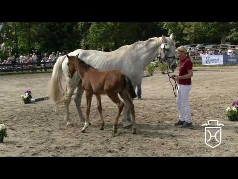 Holsteiner Fohlenchampionat 2016 - Steinburg - Hengstring