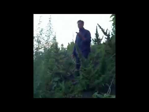 Ganja planting In the high mountains of vincy pt.3 2022