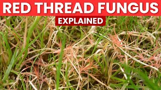 Red Thread Fungus - What you need to know!