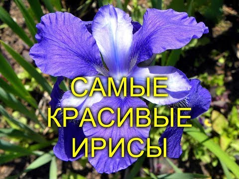 САМЫЕ КРАСИВЫЕ ИРИСЫ, ФОТО