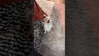 Video preview image #1 Mutt Puppy For Sale in Grafton, WI, USA
