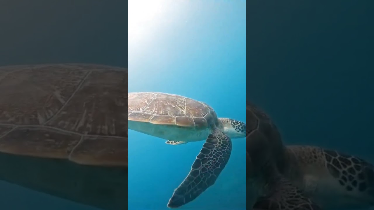 YouTube Short thumbnail