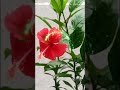 Shokhiyon Mein Ghola Jaye Kishor Kumar 4k HD Video