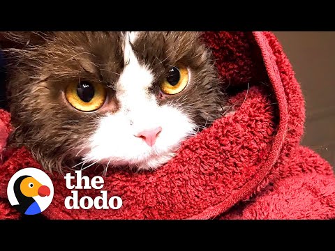 Curly, Grumpy Kitten Loves Her Dog Brother | The Dodo Cat Crazy