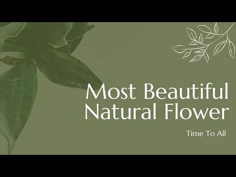 Most Beautiful Flower || Video|| Nature flow | 2k24 #flower