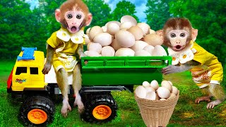 Baby Monkey Bi Bon harvest eggs and take care of dairy cows | Funny Animals Monkey Cartoon Videos