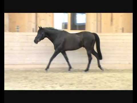 Donaufischer_0002.wmv