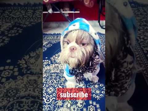 koye ho toh batao #hashtags #youtube #shorts 🤣🤣🤣