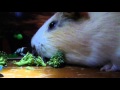 Darth Guinea Pig Attacks Star Wars Legos