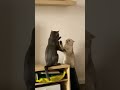 Amazing Funny Moments In Life P26 Shorts Funny Funnyvideo Amazing Cat Taichi