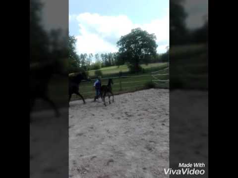 Hengstfohlen von Contendro/Casall