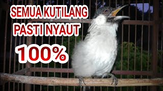 Download lagu SuaraPanggilan Burung Kutilang--Ampuh untuk memancing Kutilang bahan/malas bunyi mp3
