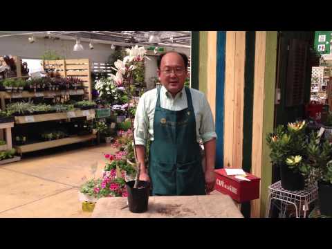 手間をかけずに庭のモクレンをうまく維持するためのアドバイスと推奨事項  庭園