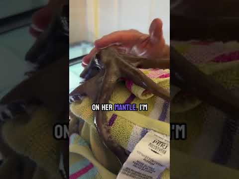 My octopus tells me she’s hungry and gets some pets