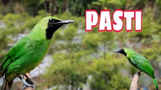 Download lagu Pancingan Burung Cucak Ijo Mini Jomin Isian Murai Batu mp3