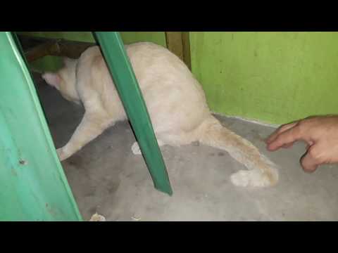You will never touch a Cat's TAIL, after watching this.