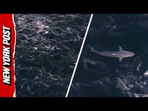 Man Records The 'Wildest Thing' He's Ever Seen While Flying a Drone Over Montauk Coast