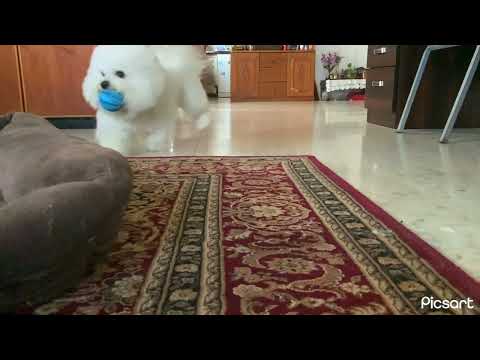 @Groomertv @GirlWithTheDogs @origami768 @bichon_frise @HollyhockBichons Bichon frise run in slo