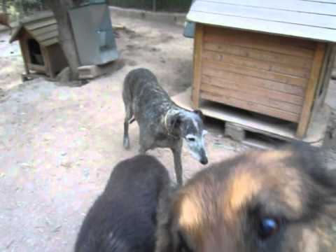 Ximo Vicenta Alfonsa