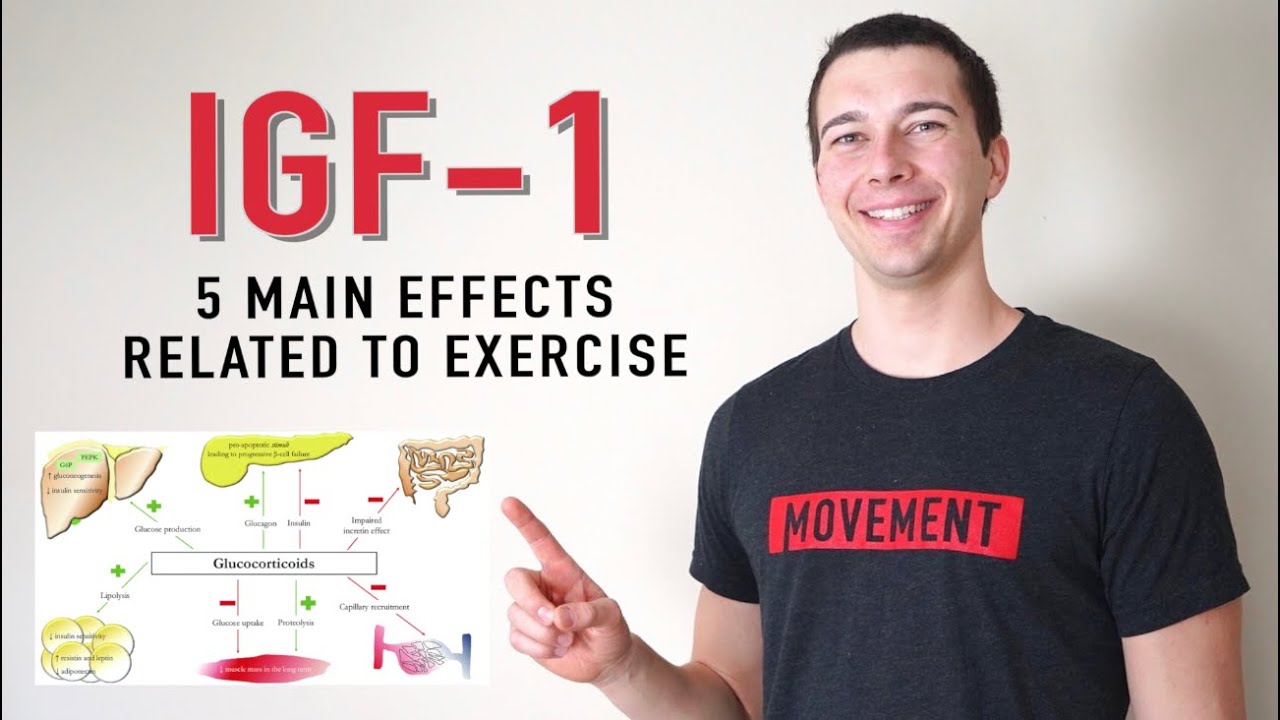 5 Functions of IGF-1 | What does IGF 1 Do