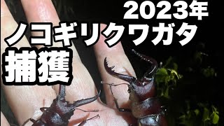 2023年　ノコギリクワガタ