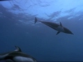 Dolphins The Wild Side