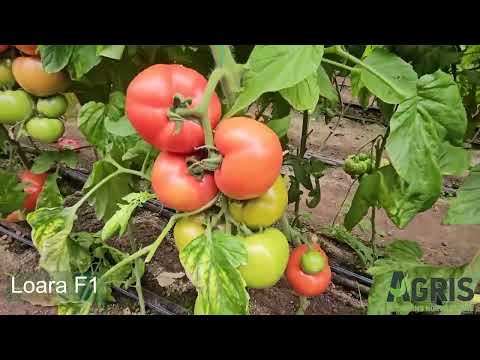 Loara F1 - Cultura de tomate roz în Matca, jud. Galați,  fermier Costache Radu