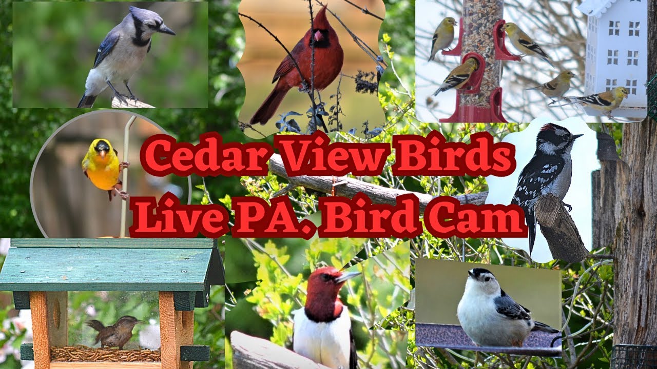 Live webcam view of Comedero de Aves en el Jardín
