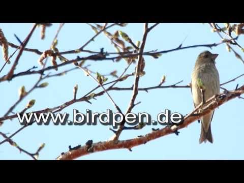 Birdpen - Praktizierter Vogelschutz