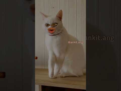 Bhangarh Billa comedy video😂😂 #akita  #Bhangarhbilla