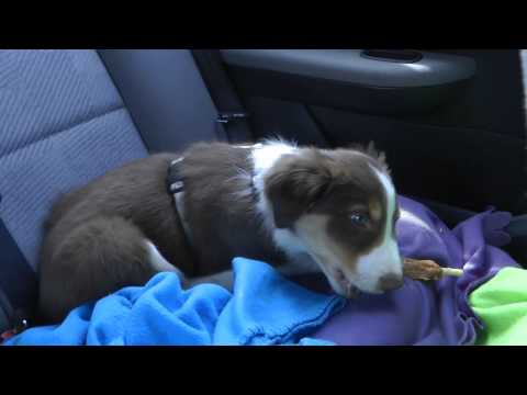 4.4.2014 Dazzling Flash of Silent Storm is going to his new home