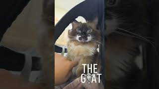 Waiting for the vet 🙊 #foryou #cat #ragdoll  #catlover #love #cute #shorts