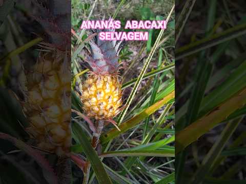 #abacaxidocerrado,#ananas,#abacaxinativo,#umpedeque,#frutasnativas #danielcarvalhogoncalves