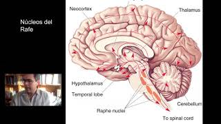 Sistemas Neuromoduladores Parte 2 - Serotonina (16/9)