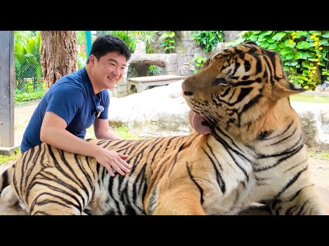 Tiger Kingdom Chiang Mai, Thailand | Face to Face with Giant Tigers