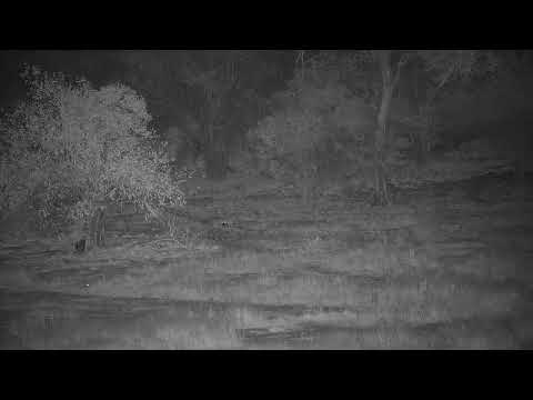 Djuma Private Game Reserve Live Stream