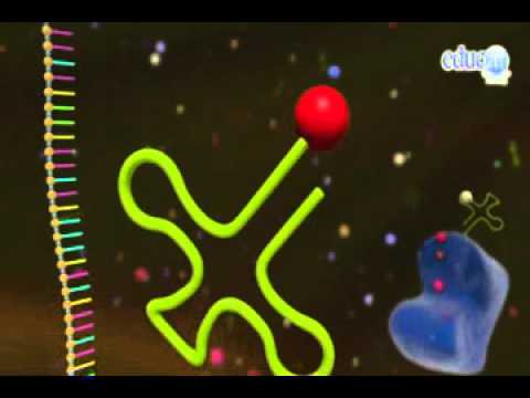 Sintesis de proteinas