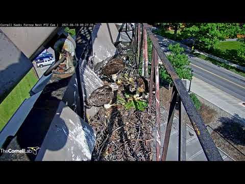 Hungry Red-tailed Hawk Chicks Share A Chipmunk – June 10, 2021