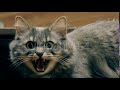 A Beautiful Aggressive Gray Cat Hisses Into The Camera Instills Fear The Instinct Of Self Stock