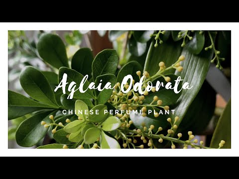 Aglaia Odorata - 米兰花 - The Chinese Perfume Plant
