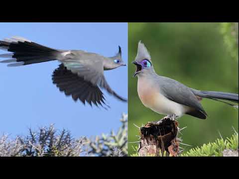 Verreaux's Coua || Cuckoo Chapter - 50 || The Rup animal..