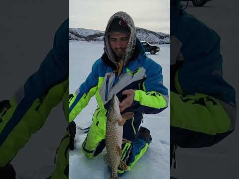 Ice Fishing Catch &amp; Cook (Does Pike Taste Better Than Walleye?)