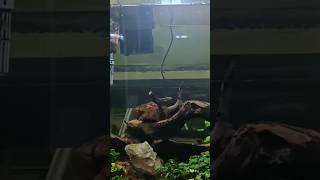 எப்படி இது முடியுது 🤔❓ Kolathur aquarium fish market #plantedtank #trendingshorts #ytshorts #shorts