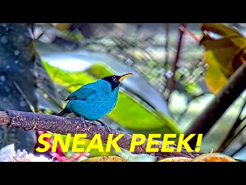 Sneak Peek: Get Closer to the Tropical Birds of Canopy Lodge | Cornell Lab