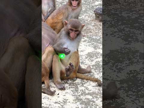 Monkey Can't Stop Chasing the Laser Light. #curiousmonkeylife #monkey #animals