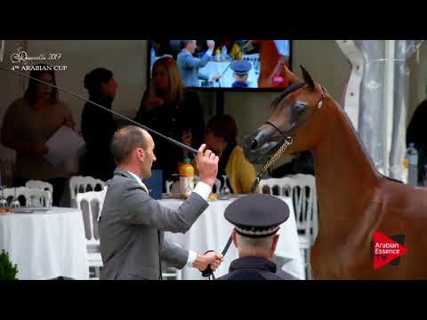 N.12 MANAYER AL NASSER - Deauville 2017 - Yearling Fillies (Class 1B)