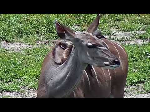 Djuma: Kudus - 11:35 - 11/29/20